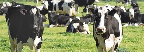 dairy-quarterly-outlook