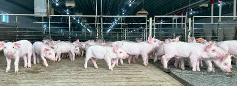 Livestock building with pigs