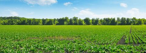 soybean field in the spring