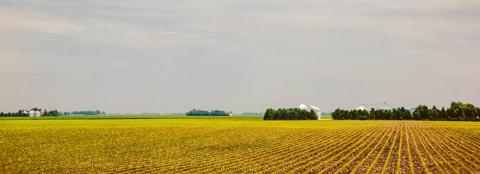 Spring soybean field