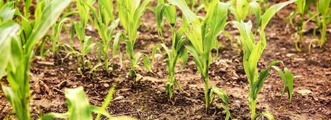 Corn seedlings