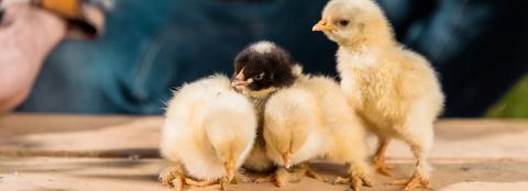 Baby chicks on table 