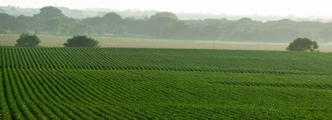 rolling green soybean field