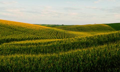 rolling golden cornfield 