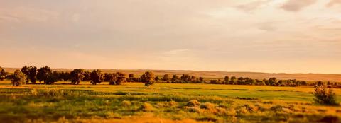 Field with grove of trees