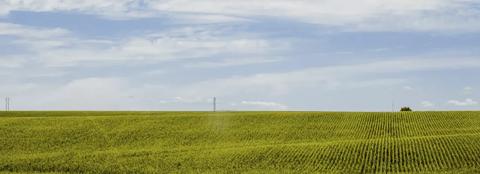 spring corn field