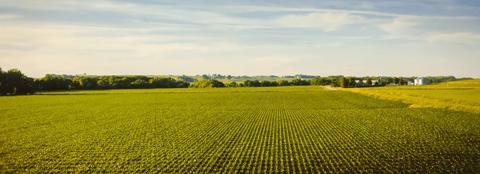 Corn field landscape