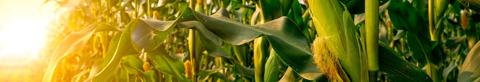 Close-up of a corn field during the summer at sunset