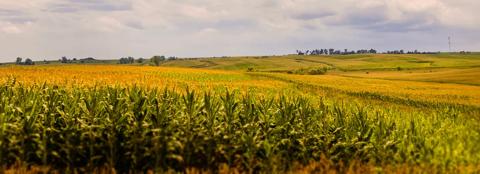 Close up of corn field with farmland in the background