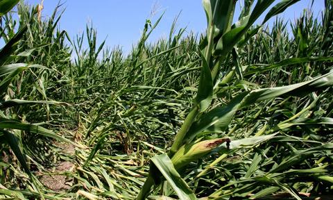 corn field wit wind damage