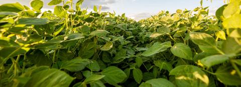 soybeans-quarterly-outlook