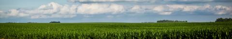 Green cornfield under cloudy sky