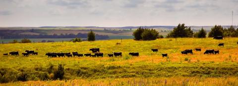 Field with black cattle