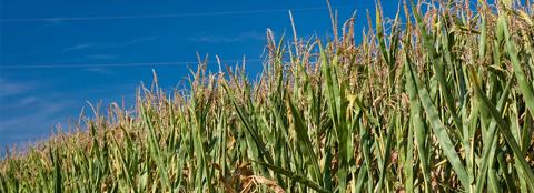 Corn leaves lit by the sun on a hot summer day