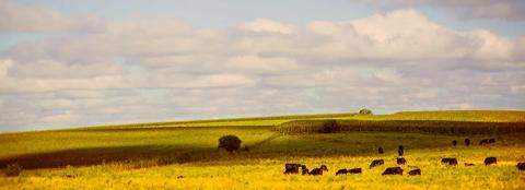 Green farm land with cattle in the foreground 