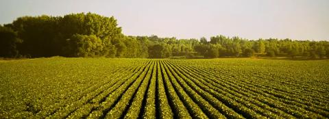 soybean field
