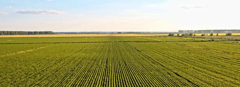 farmland landscape