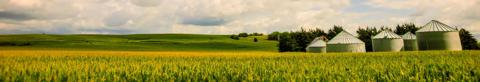 Cornfield with ag buildings in the distance