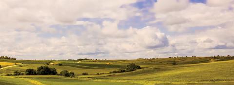 lush green farmland