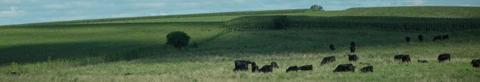 herd of cattle grazing in a serene pasture next to cornfields