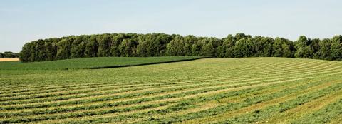 A large, open field with rows of green crops and a dense line of trees in the background under a clear blue sky