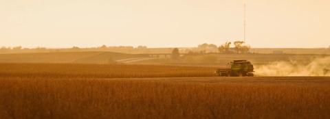 Combine harvesting corn field 