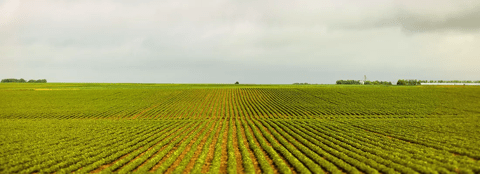 soybean field