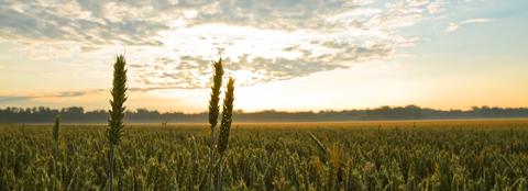 Wheat field