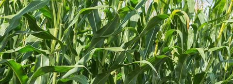 closeup of corn