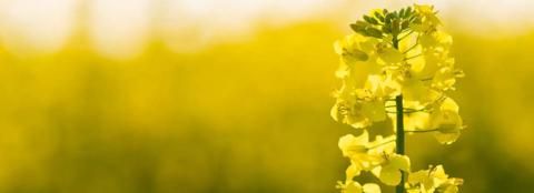 canola field