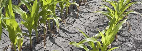 corn field in drought