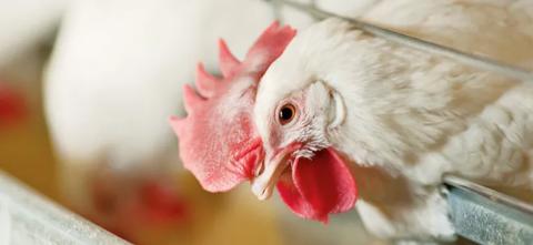 poultry_thumbnail