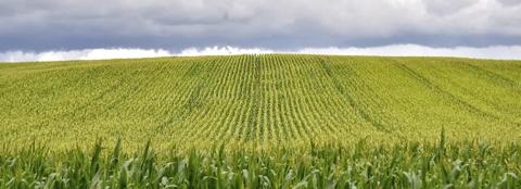 summer cornfield