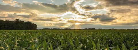 Corn field on a cloudy day