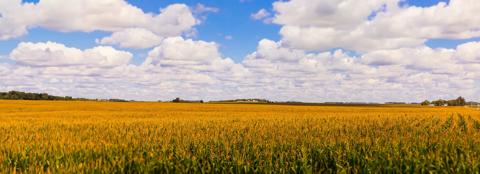 Summer corn field landscape