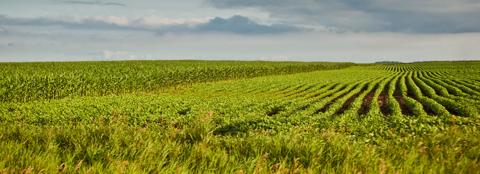 bright green soybean field under a cloudy sky