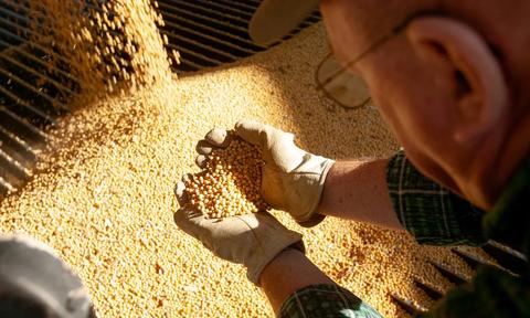 farmer wearing work gloves holding grain in his hands 