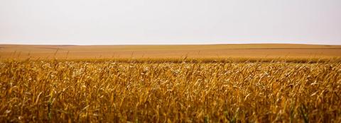 close up of corn ready for harvest