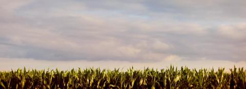 cornfield 