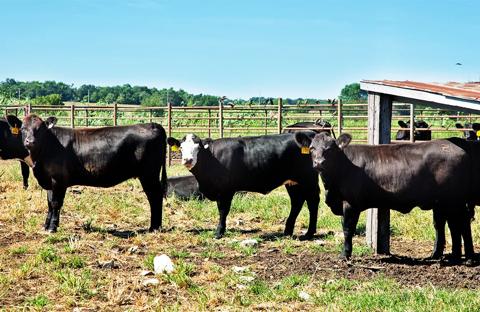 cows in pasture pen