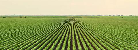 Green soybean field