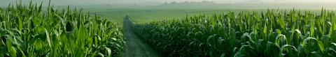 Healthy green cornfield