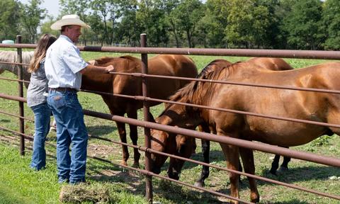 Man & woman looking at horses 